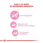 Royal Canin FHN Gato Kitten 2 kg beneficios